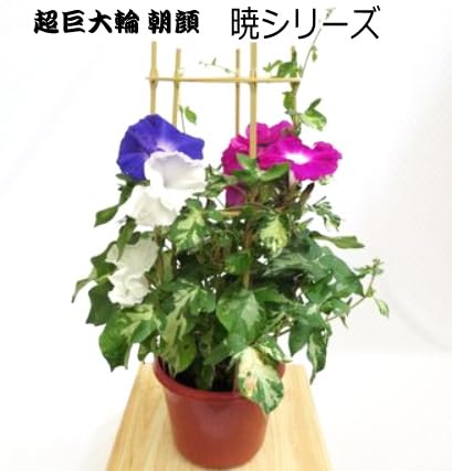 覆輪が美しい朝顔の苗 ✦つぼみ付き開花苗 一苗 紫覆輪朝顔の開花苗✦一苗✦つぼみ付き苗！ - メルカリ